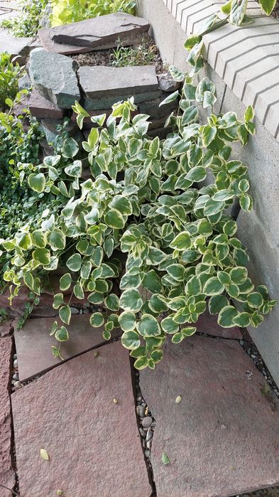 Цветы садовые разные