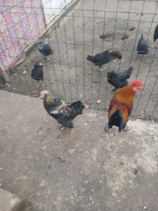 Хўрозлар сотилади.