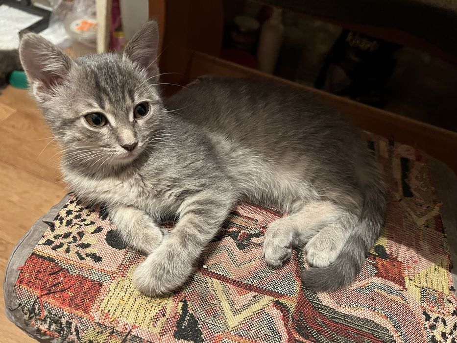 Отдам котят в добрые руки