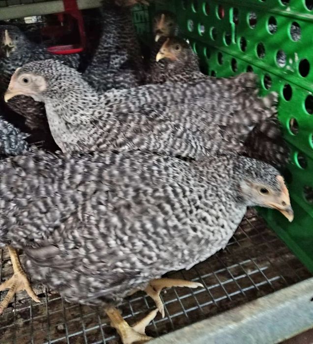 Puii albi de carne și rasa mixta