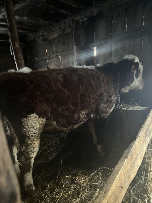 Продам бычка с откорма