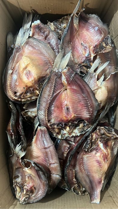 Рыба хк гк вялка