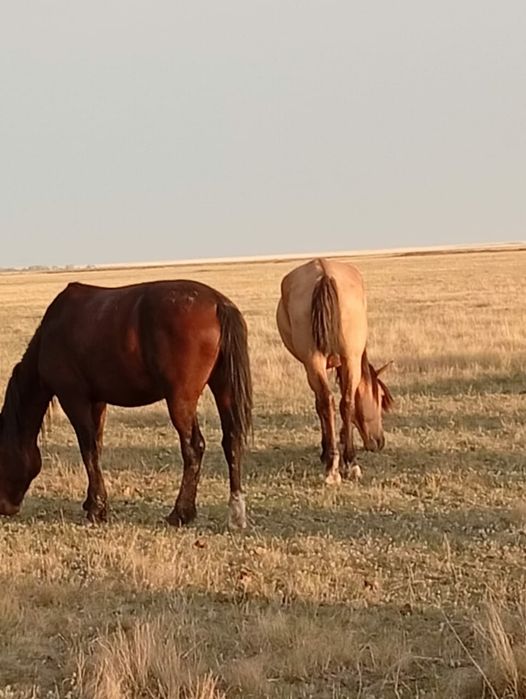 Мінгі төзімді аттар сатылады.