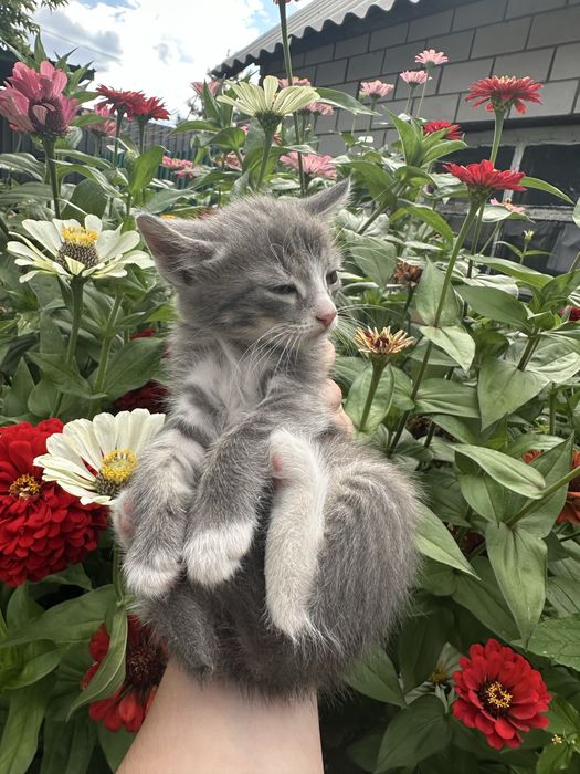 Отдам Котят