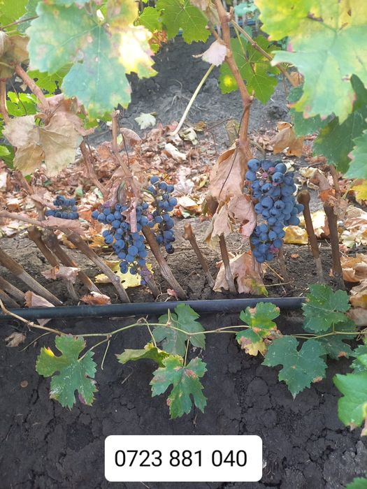 Butași viță de vie anul 2 și anul 3