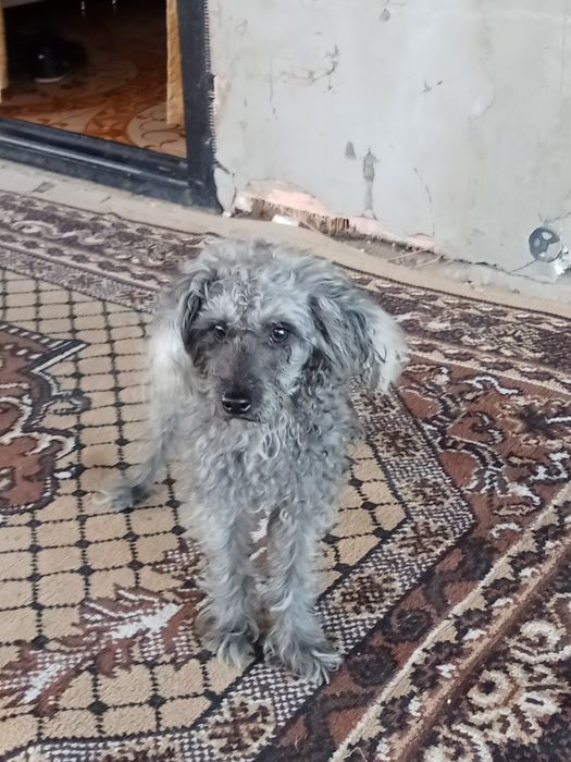 Хорошая собака милая