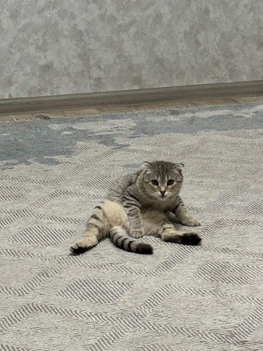 Кошка даром в добрые руки