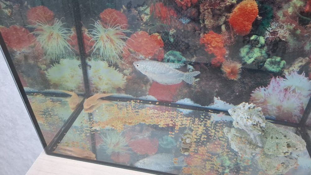 Продам аквариум с рыбками