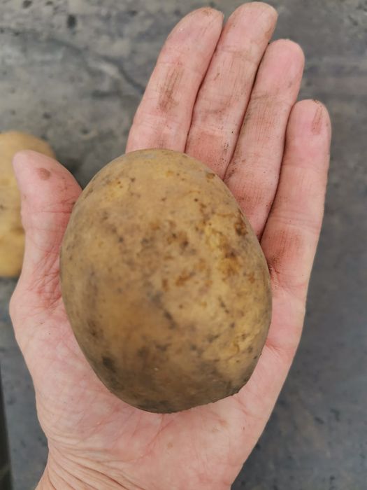 Картошка домашняя