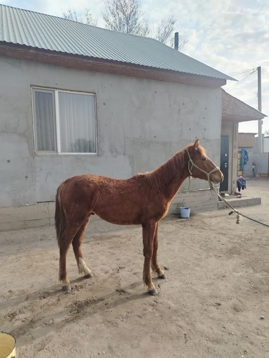 Еркек тай сатылады