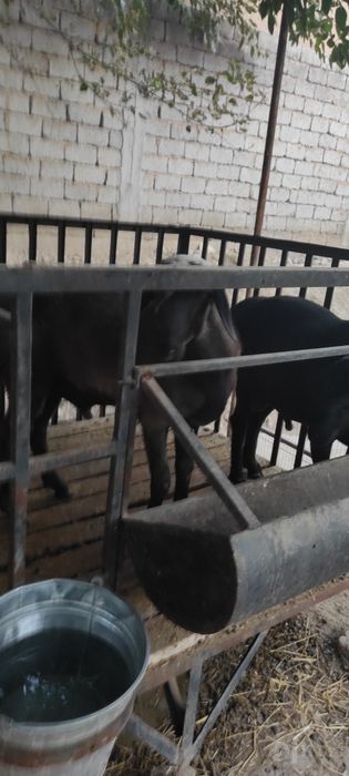 Qochqorlar sotiladi 6mlndan har biriga yana sunatiga otib berami