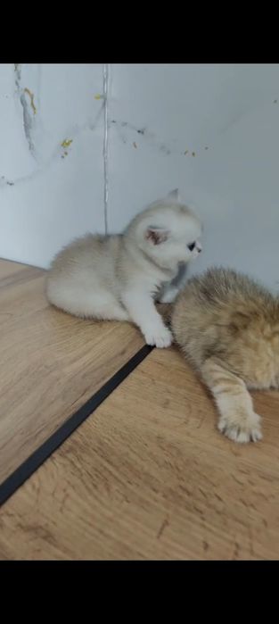 Котята Шиншиллы Шоу класса