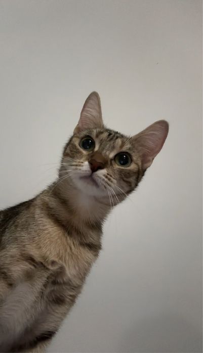 Търси се любящ дом за гальовна котка Зевс