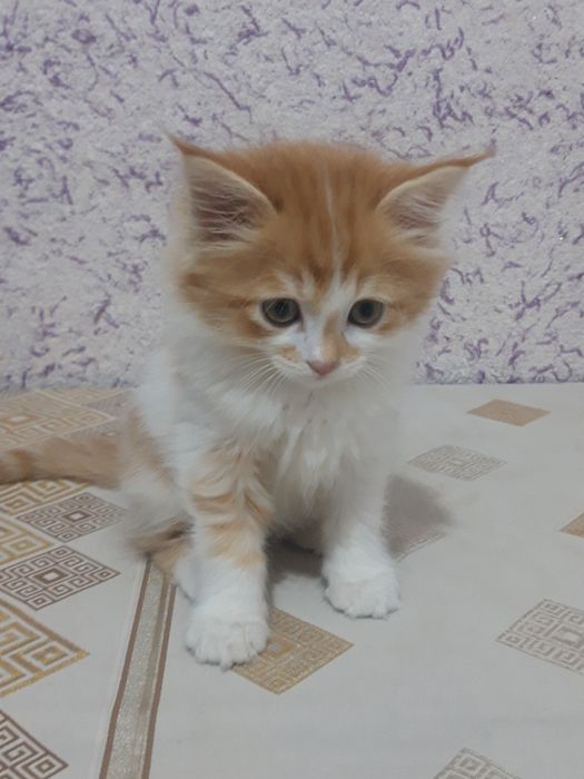 Хадяга 2 ойлик угил бола мушукча берилади