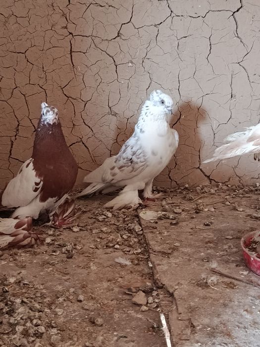 Продам голубы Срочно