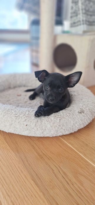 Кученца на 3 месеца
