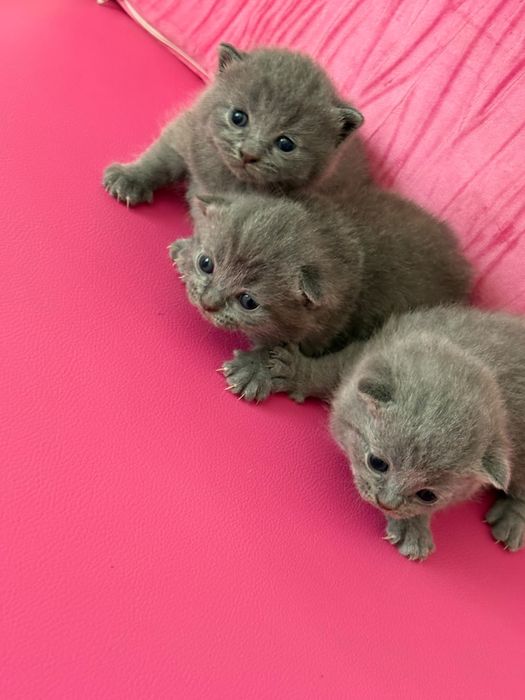 British Shorthair