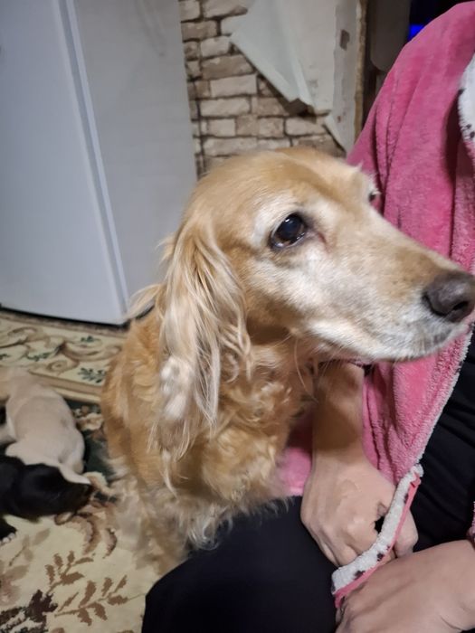 Отдам щенков в добрые руки