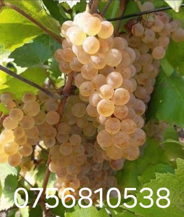 Aducem spre vânzare struguri de vin