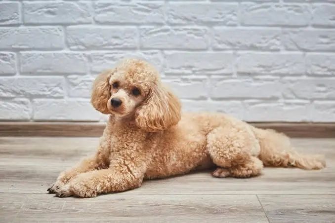 Pudel / caniche .
