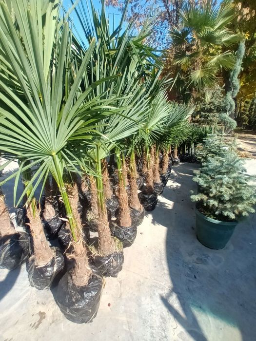 Акция рулонный газон по супер цене.