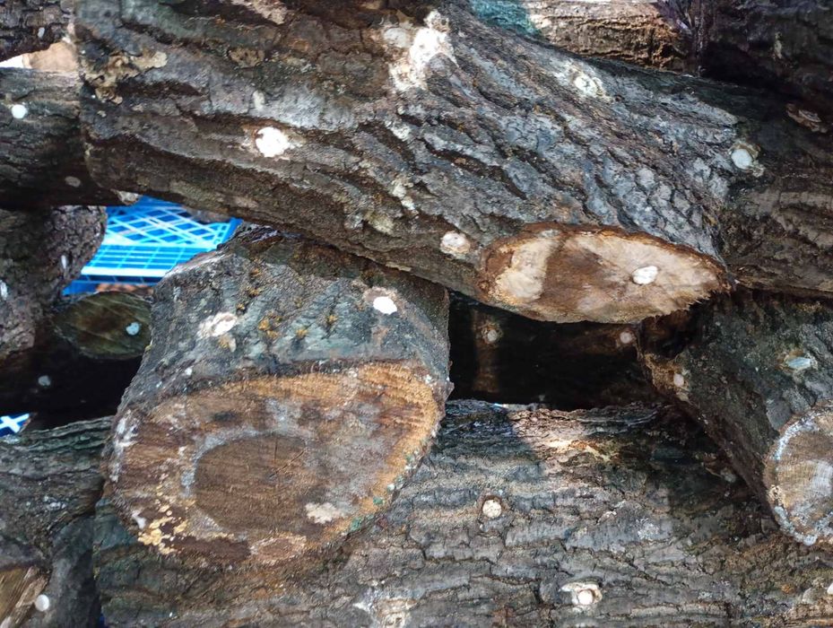 Дава се под наем Промишлена сграда в с. Яхиново, Област Кюстендил - 120 кв.м за 765 € - Снимка #3