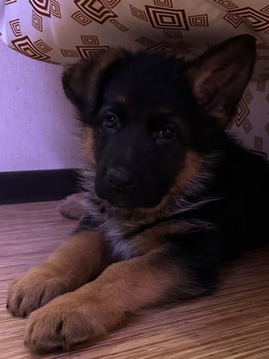 Продам щенков овчарки