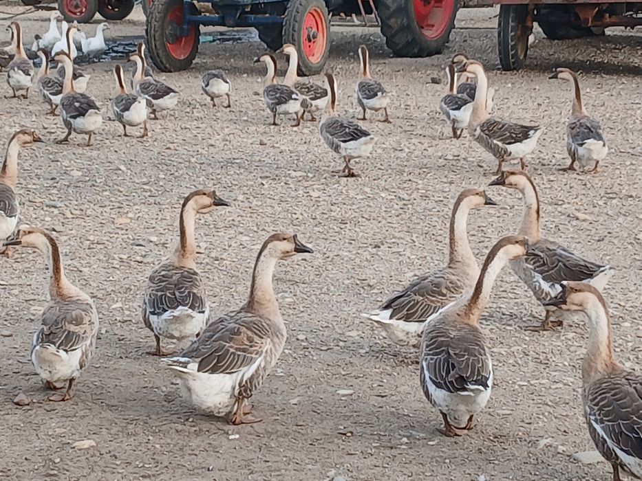 Vând gascani lesesti