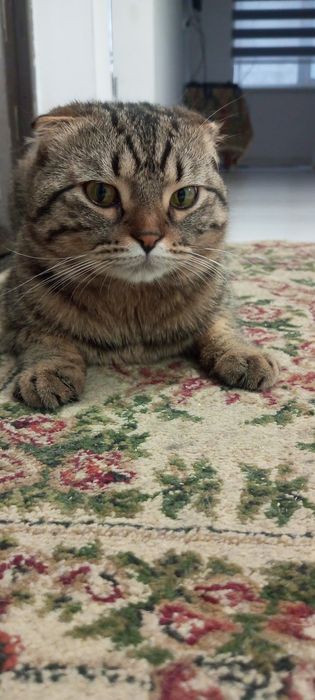 Крупный кот скоттиш Фолд для вязки