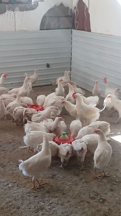 Продам куры несушки