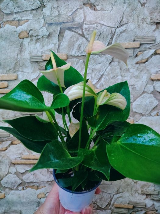 Anthurium andraeanum
мужское счастье