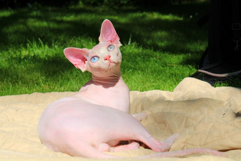 Сфинкс ( sphinx )