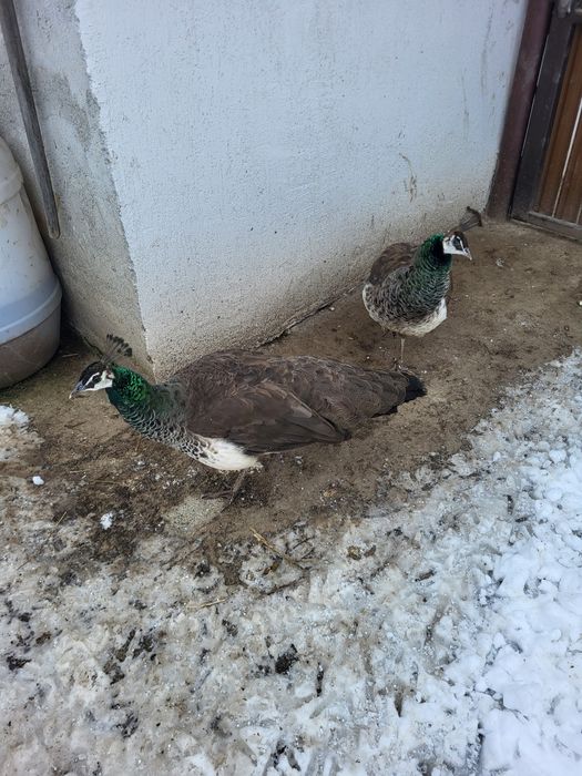 Vănd  o Păunita sau schimb cu  Păun