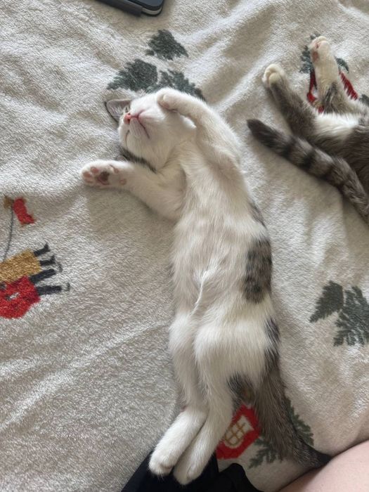 Ищем дом котятам