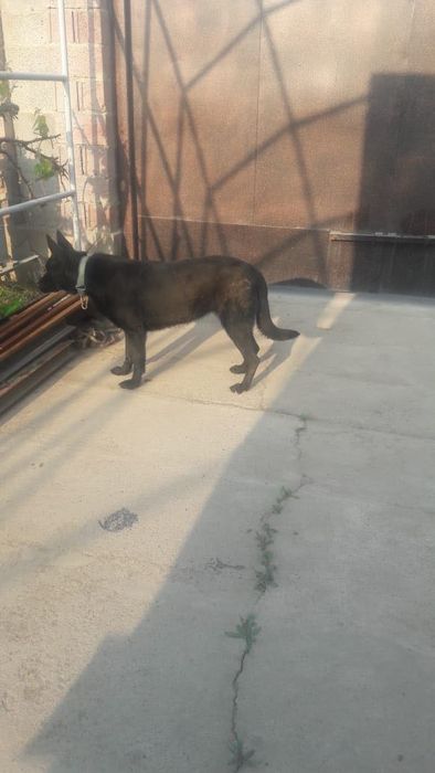 Европейский овчарка