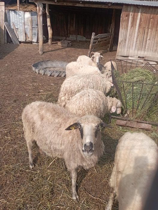 Vând 4 oi  și 3 miei