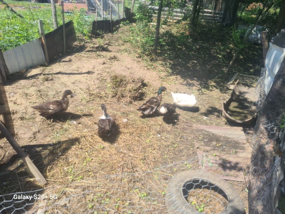 De vinzare 3 rate și 2 ratoi