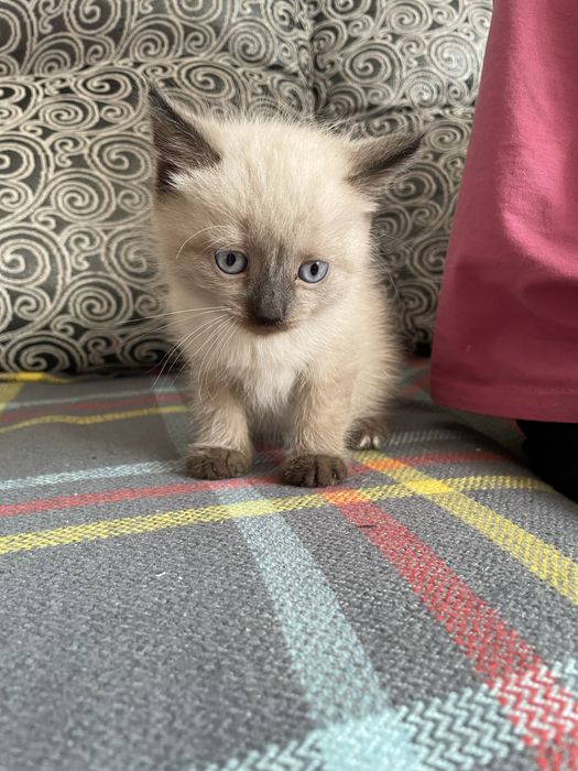 Продам сиамского котенка