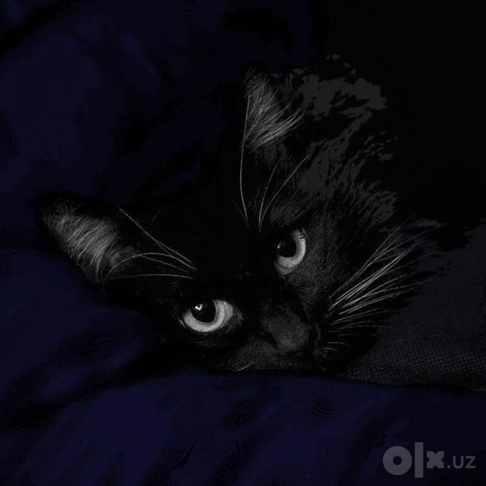 Хали йош мушук ча