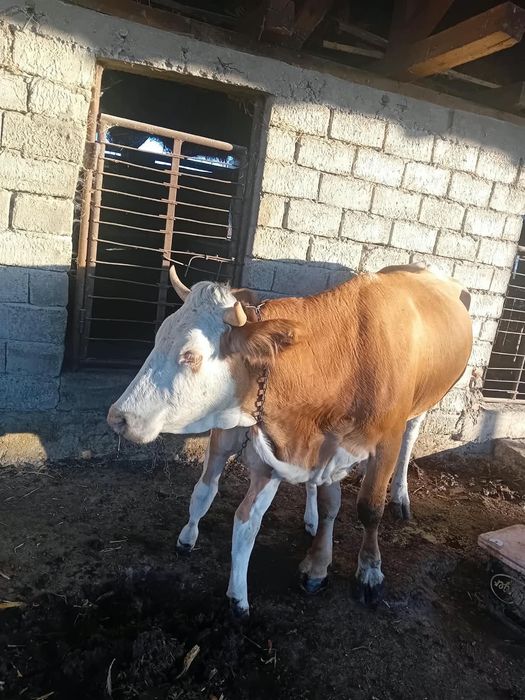 Vând vaca cu vițea foarte bună de lapte și bine întreținută mai multe detalii la numărul de telefon 0784685314