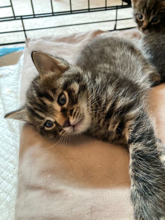 Котики в добрые руки