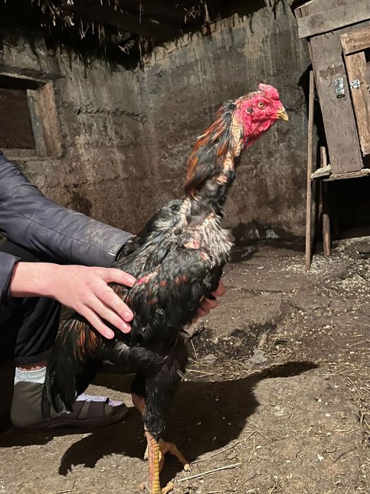 Продам дакана петух