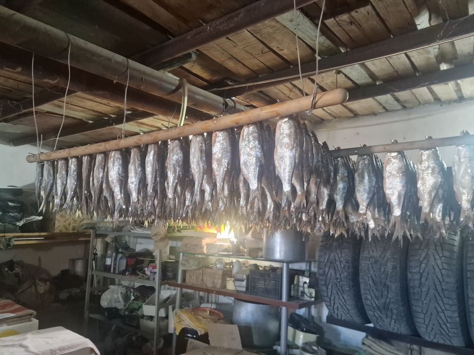 Балық рыбец, қақталған. Сушеный рыбец.