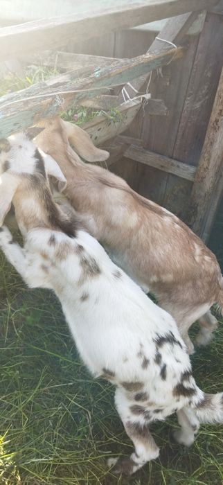 Козлята, нубийцы,биталы