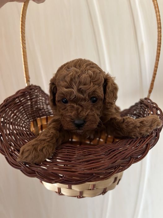 Той Пуделчета мини мини