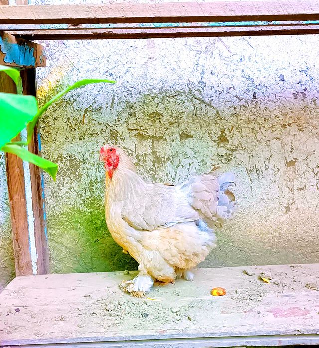 Izabella brama tovuq sotiladi