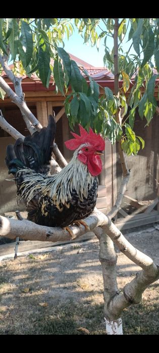 Găini rasa chabo