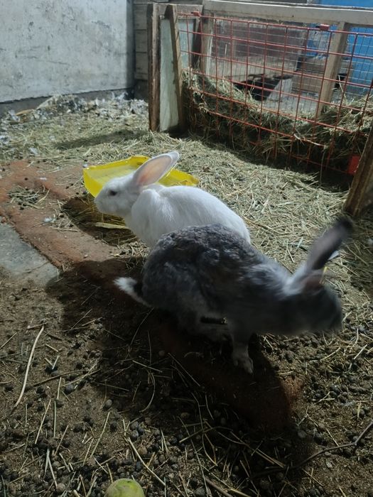 Кролики продаются