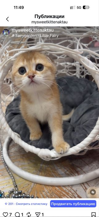 Продам шиншиллок шоу класса