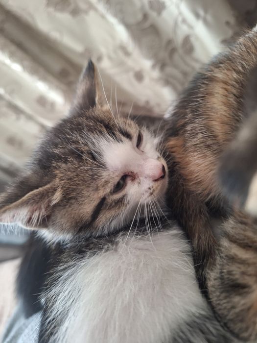 Котята породистые